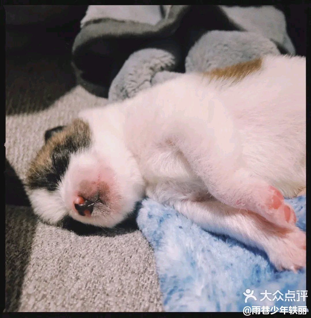 Berber_Fan111's tweet photo. This little furball just hit its 1st birthday—from wobbly newborn to chaos gremlin in 365 days, our home’s never been the same and we wouldn’t have it any other way. https://t.co/vZIeLqmEo5