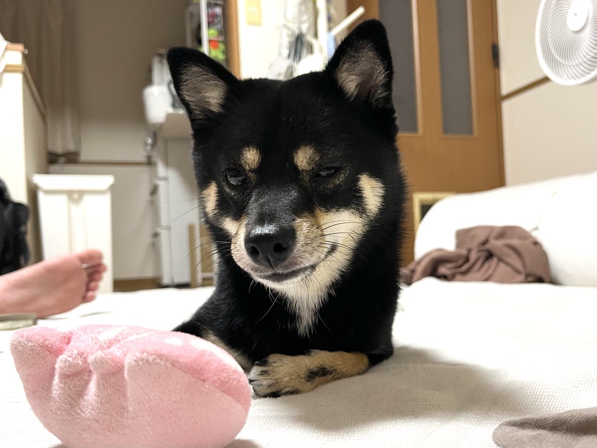 ohimeyan's tweet photo. おもちゃに睨みつけるおひめ https://t.co/kWCahG0k5z