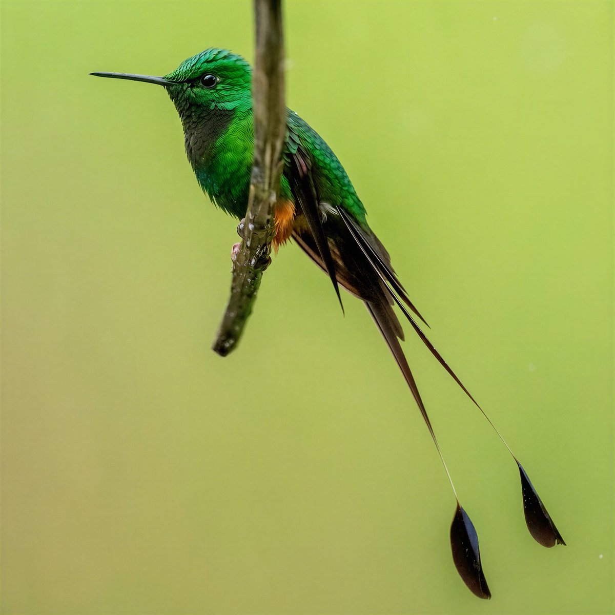 mitoGFP's tweet photo. Peruvian Racket-tail📍Ecuador.
#birdseenin2026 #birds #birdphotography #hummingbird #birdsofecuador #Ecuador #sonyA1 #birdsoftwitter https://t.co/iUKep92Y80