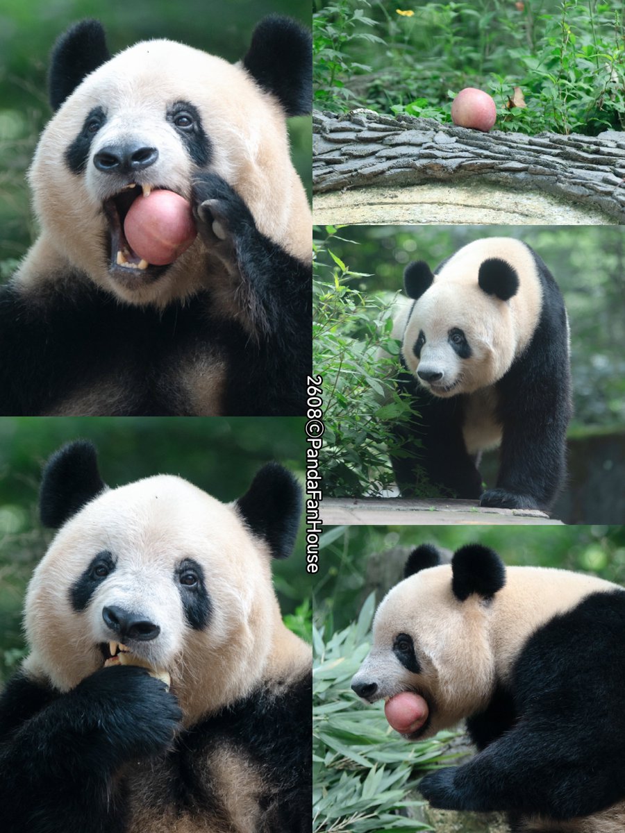 PandaFanHouse's tweet photo. 今日は晴れ🌞！日本時間12時で気温30度。香香が起きて山を下り、リンゴをむしゃむしゃ食べたよ🍎😜！香香の調子がいいのを見て本当に嬉しい🤗。
今日のランチは私も🍎リンゴ食べるね🤣！
📷260808Yan'an碧峰峡ⒸPandaFanHouse https://t.co/Q8kp17vda4