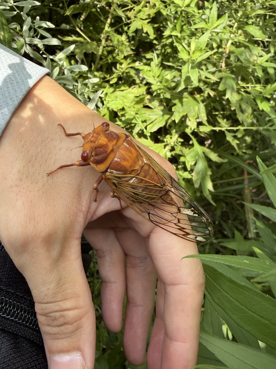 suy0809Hf's tweet photo. 初めて来た土地なのでこのセミの種類がよく分からず…初めて見た、何これ？
鳴き声してたからエゾゼミかと思ったんだけどこんな色じゃないよね https://t.co/fhQABS5AGU