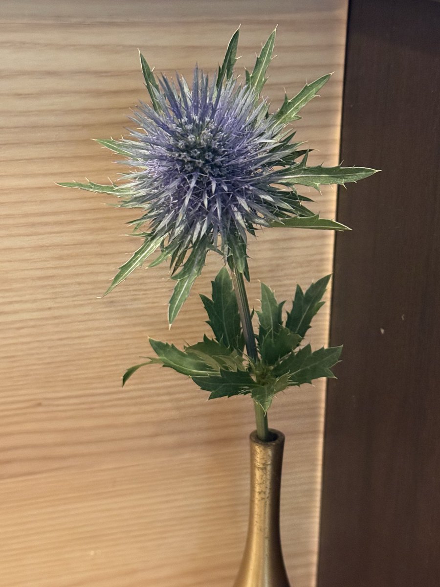 JsWyc1's tweet photo. 生きてるお花を飾っているお店の味は間違いない！と常々思ってます。 https://t.co/xFGCkqziD9