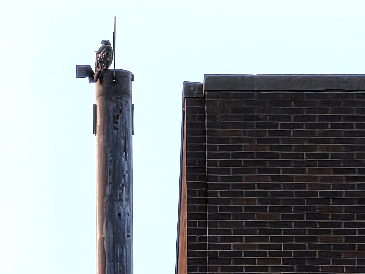 CornellHawks's tweet photo. 18:30, 8/8   The P's are busy this evening &amp; BR &amp; Arthur are leaving them on their own.

P spotted on top of McGraw strutting along the inside edge w/flight to top of Space Science Bldg.

Othe P spotted on scaffolding of King Shaw Hall.

Evening photos courtesy Suzanne &amp; woodg! https://t.co/1C1zP10iha