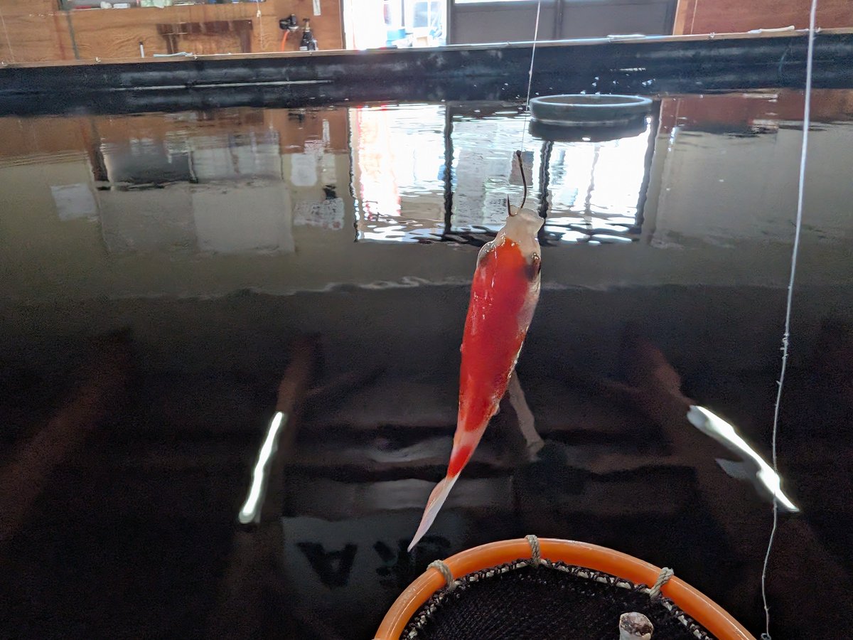 Nora_Ookami's tweet photo. 暑さを避け、屋内金魚釣り堀「滑川キンギョ釣りセンター」さんへ。
空いていて、落ち着いて釣りに集中でき、池、魚、道具の調整も良く、アタリも頻繁。
店員さんも優しく、アドバイスをいただく。
『親子で２時間40尾』に挑戦するも、計36尾でわずかに届かず。
暑い夏、寒い冬にオススメの釣り場です。 https://t.co/PMm4rBeOug