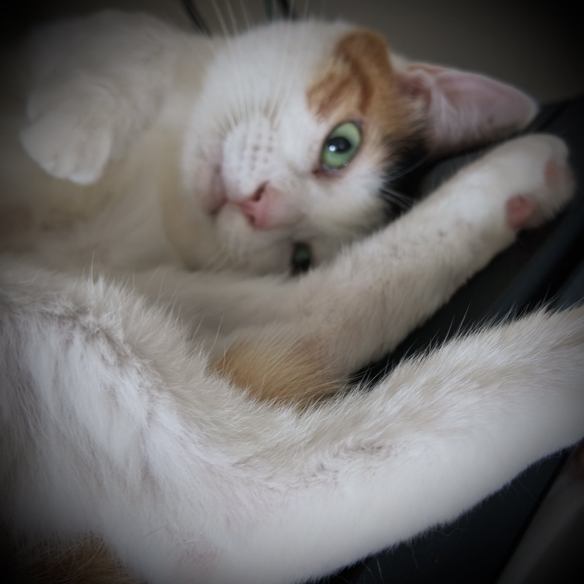 Crumina_'s tweet photo. 世界でいちばん愛おしいピンク https://t.co/pThD7CUYxb