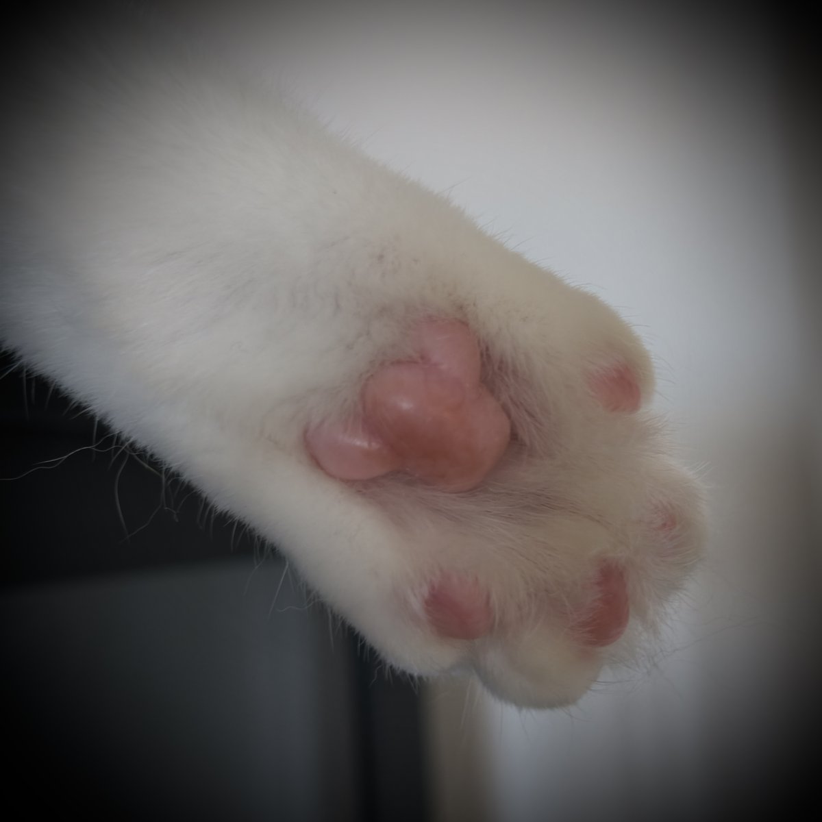 Crumina_'s tweet photo. 世界でいちばん愛おしいピンク https://t.co/pThD7CUYxb