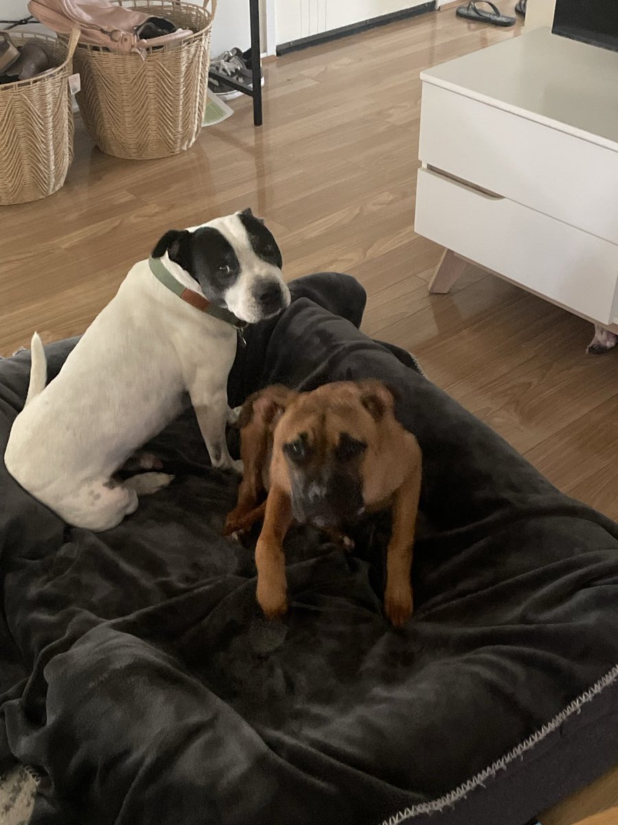 lanadezbekky112's tweet photo. “My neighbors have the cutest visitors… and they decided to keep me company. 😂🐾” https://t.co/1jTa414TH6