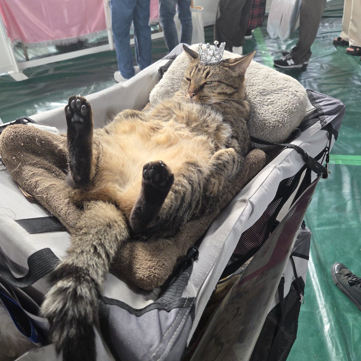 AOng78's tweet photo. すごい猫いた(笑)
肩乗り猫リクって子なんですって https://t.co/cT7327EI3U