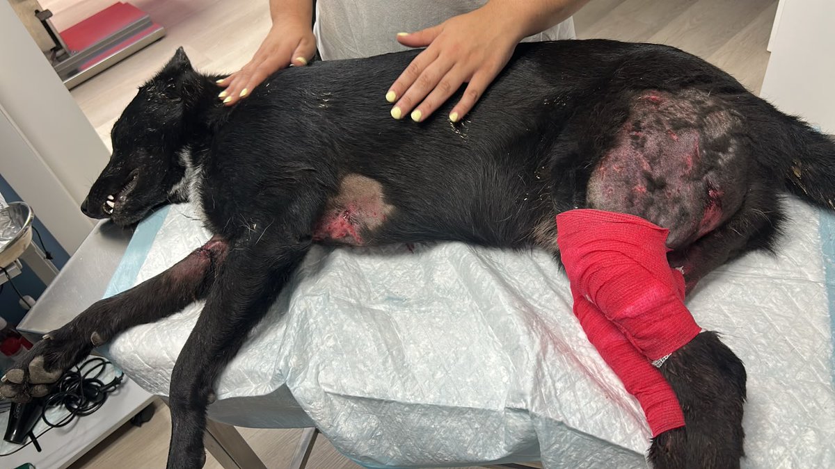 NuevaVidaAdop's tweet photo. #madrid 
DANTE sufrió el ataque de otro perro en el Refugio Canino 
Lo peor es que tras las curas volvió alli..
NECESITA #adopcion
Mestizo de 2 años sumiso y SUPER noble 
Se entrega chipado,vacunado,desparasitado y CON compromiso de castracion 
CONTACTO 📩facenuevavida@gmail.com https://t.co/vxvzIF7fyz