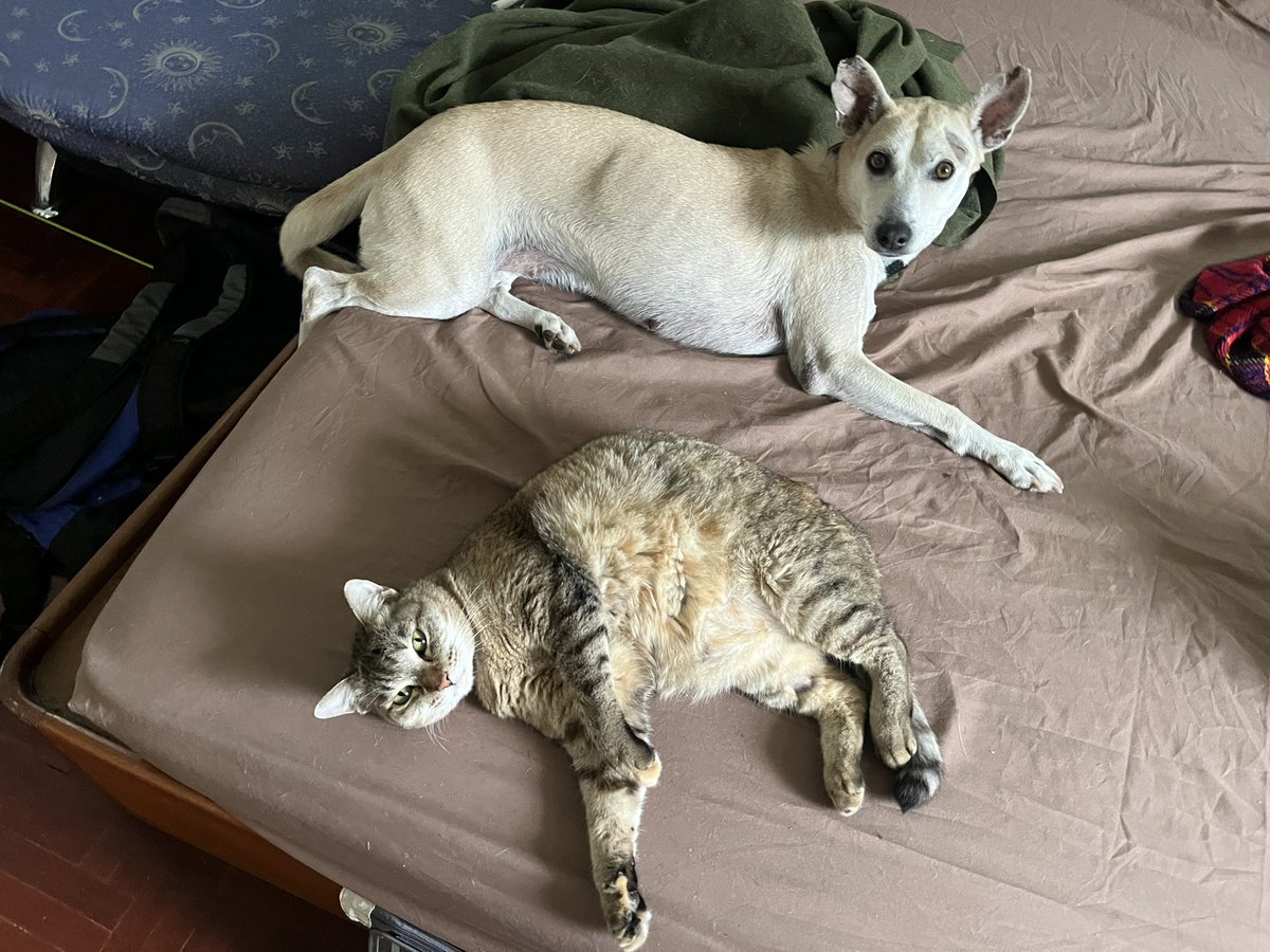 JupiterBooster's tweet photo. @LondonRiverSFW My closest experience to that was moving the dog (only 14kg) in a compact car and a 4 hour flight in a separate trip. I’m terrified of doing that with a Malinois size. https://t.co/kC2YZoin1J