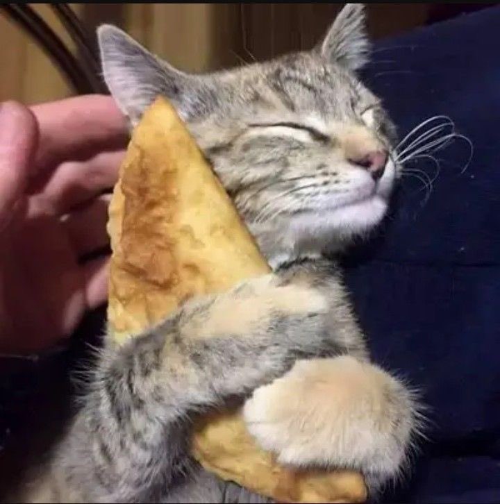 catsformumbo tweet picture