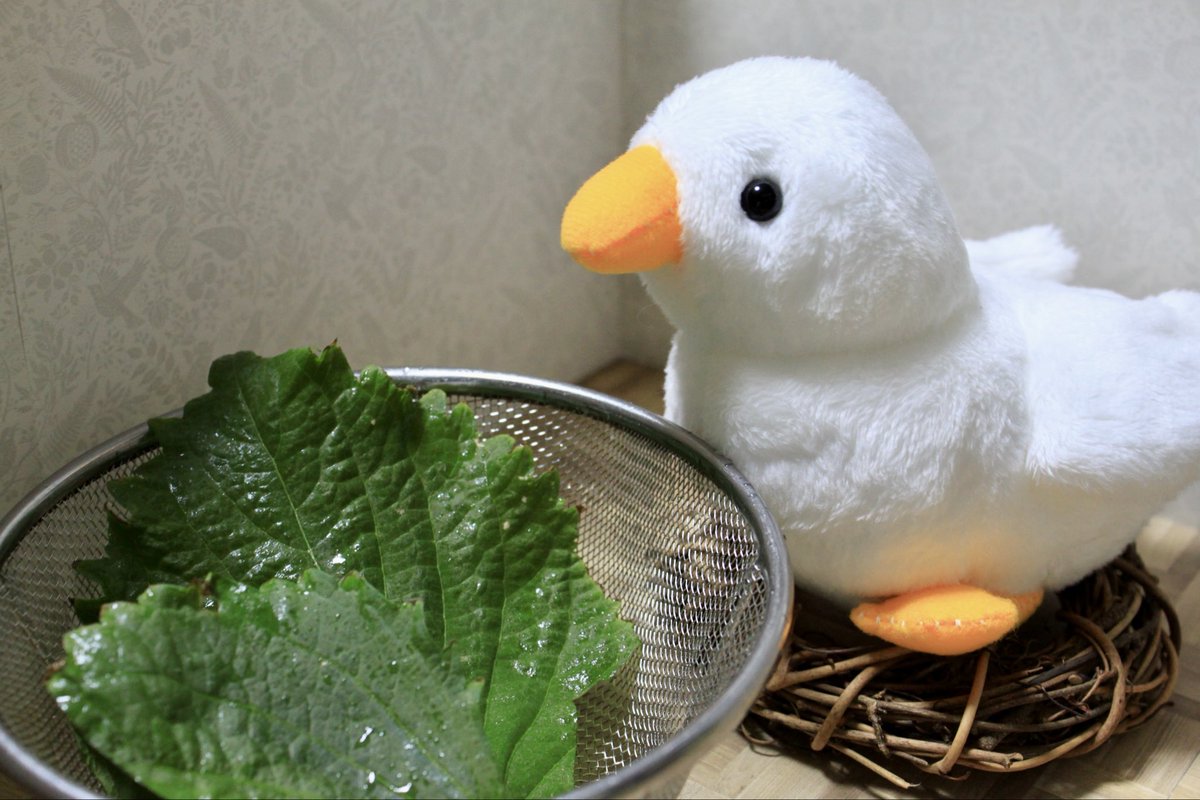 Sabure_yaa's tweet photo. 大葉を収穫して、大葉の豚バラチーズロールを作ったよ。
権三郎と一緒に楽しんだ��〜
⁡
 #ぬいぐるみ
 #ぬい撮り
 #ぬいぐるみ好きさんとつながりたい https://t.co/zESGCNrM0g