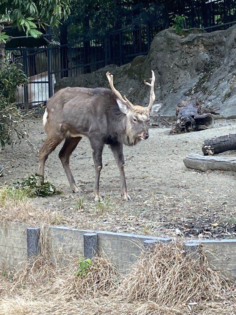 R_M_goat's tweet photo. Q亡くなってたの知らなかった。頑張ったんだね。今までありがとう。寂しくなるな。 https://t.co/s6wClZFwh3