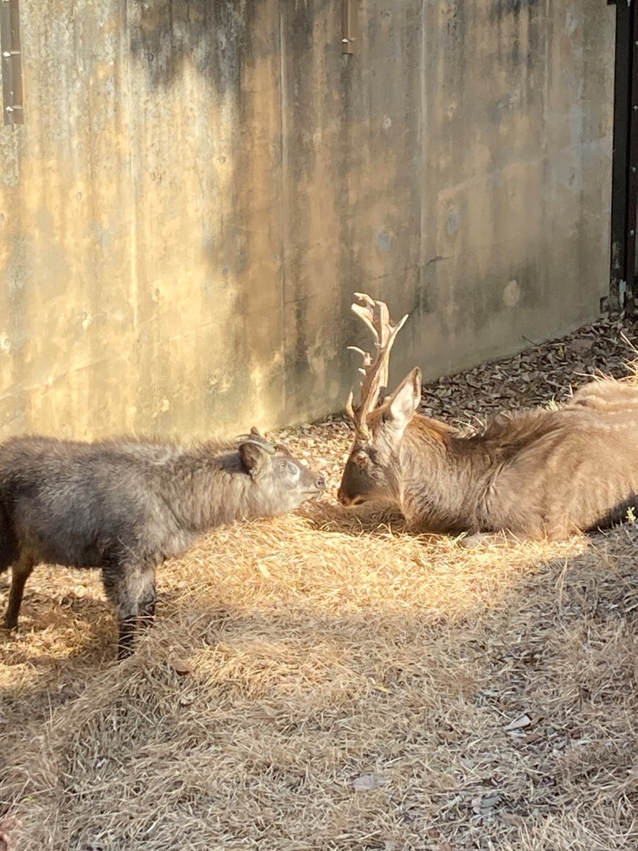 R_M_goat's tweet photo. Q亡くなってたの知らなかった。頑張ったんだね。今までありがとう。寂しくなるな。 https://t.co/s6wClZFwh3