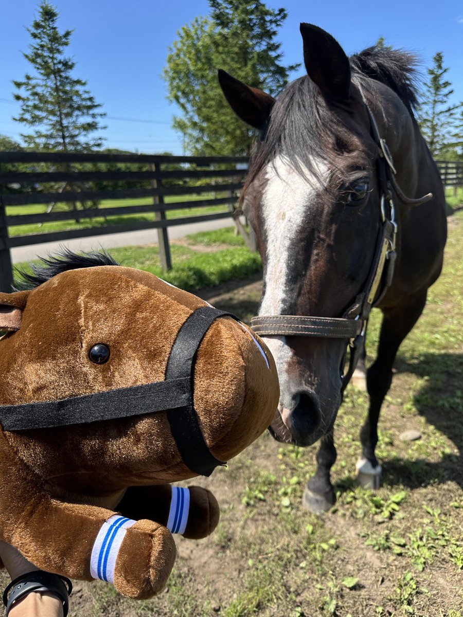 Versailles_Farm's tweet photo. 【オンラインショップ販売開始🐴】

タニノギムレット＆トランセンドの
70cm特大抱き枕が販売スタート！

抱いてもよし、飾ってもよし。
お部屋にいるだけで圧倒的な存在感です😂

🔥今なら抱き枕 送料無料！

ぜひこの機会に、お気に入りの馬をお迎えください。
売上は馬たちの生活費として活用させていただきます。

▶︎ https://t.co/8cZ2SxmY6x

#タニノギムレット #トランセンド #ヴェルサイユリゾートファーム #馬グッズ #競馬