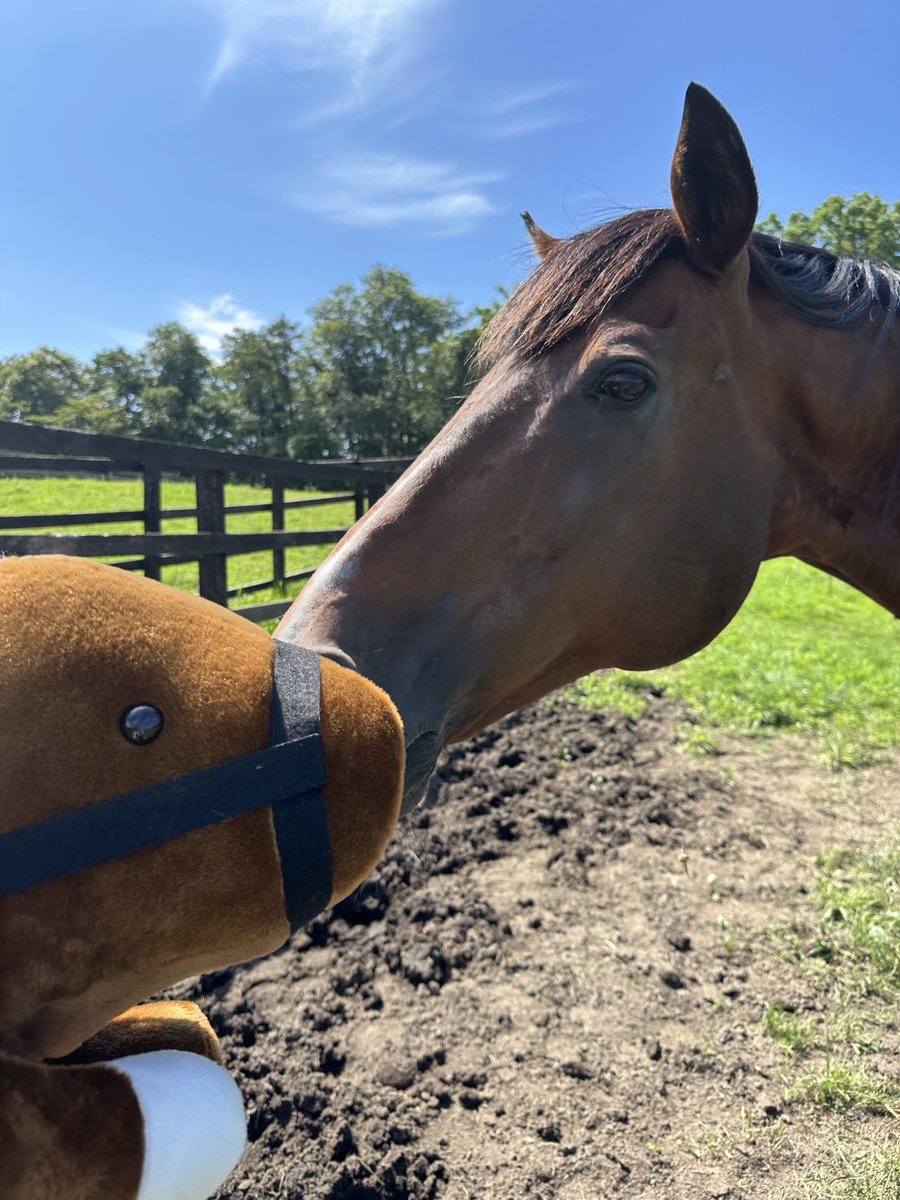 Versailles_Farm's tweet photo. 【オンラインショップ販売開始🐴】

タニノギムレット＆トランセンドの
70cm特大抱き枕が販売スタート！

抱いてもよし、飾ってもよし。
お部屋にいるだけで圧倒的な存在感です😂

🔥今なら抱き枕 送料無料！

ぜひこの機会に、お気に入りの馬をお迎えください。
売上は馬たちの生活費として活用させていただきます。

▶︎ https://t.co/8cZ2SxmY6x

#タニノギムレット #トランセンド #ヴェルサイユリゾートファーム #馬グッズ #競馬