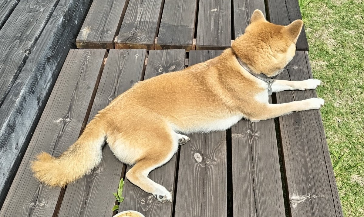 AkashibaMugi's tweet photo. せっかく…暑くないように朝早く散歩に行ってるのにお昼の日向ぼっこは欠かせない妹柴…
先日強制取り込みしなかったら…熱中症っぽくなったみたいで…吐いちゃいました…姉柴は熱々になる前に自分で日陰に移動するのに…妹柴ヤバい…
今日はおやつで呼んで5分で取り込みました。 https://t.co/ncUFeUfKIT