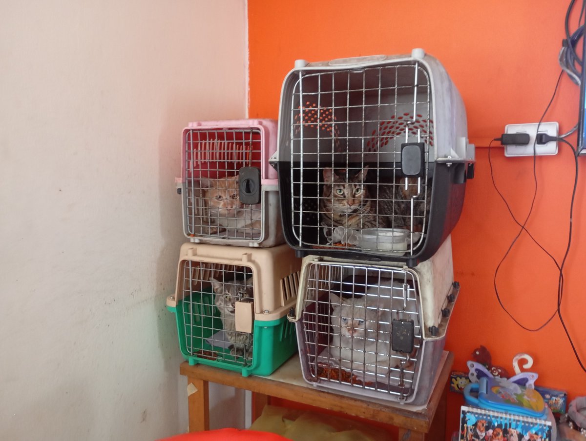 Peluadopres's tweet photo. Me ayudas con S/.10 para el alimento de mañana de los gatitos 🙏🏻😼 por favor muchas gracias 
948302713 yape/plin https://t.co/iJTYDGl63Z