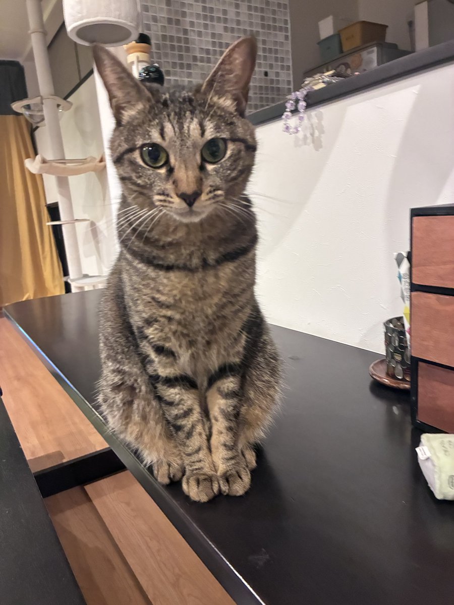 HeyaMagi's tweet photo. 見てる、、、。

 #猫 #ネコハラ #cat  #猫のいる暮らし #猫好き  #ねこ https://t.co/QrnBoAr2aD