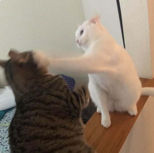 hamiowmi's tweet photo. Ketahuan bahas masalah kemarin di stream Selasa nanti, kita hajar ditempat https://t.co/6Uy5mE8aAH