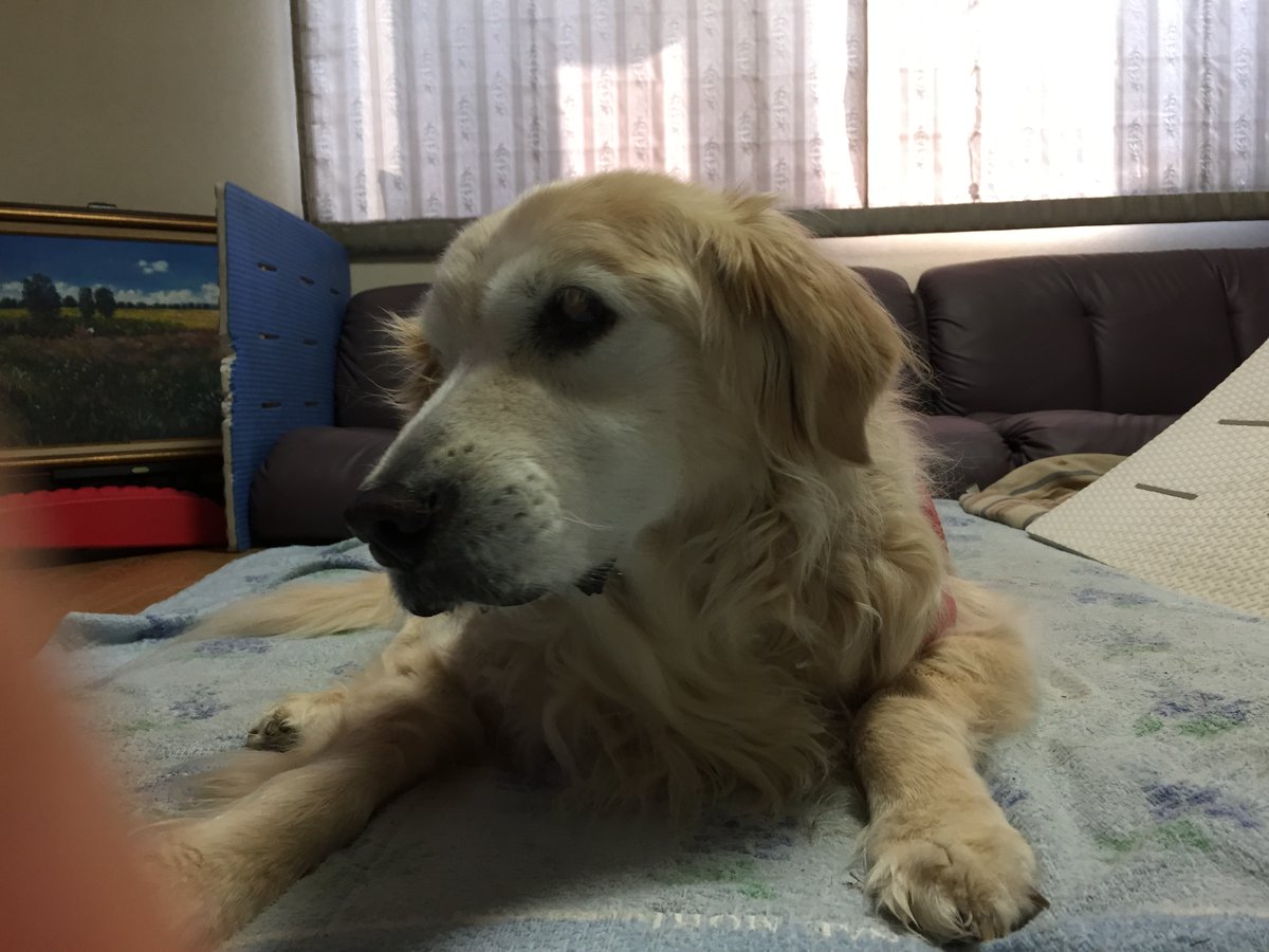 inurina's tweet photo. ゴルゴさん（ゴールデンレトリバー）本犬です。

＃秘密結社老犬倶楽部天国支部 https://t.co/3k5Q3i63sE