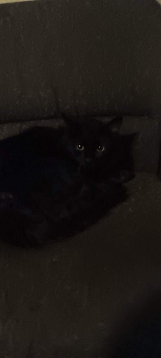 OG_WhiteShadow's tweet photo. @rickygervais Just got done watching the first episode in Glendale, AZ  the language English. An this is our Hella she is 4 years old. https://t.co/CFVmwvF8eb