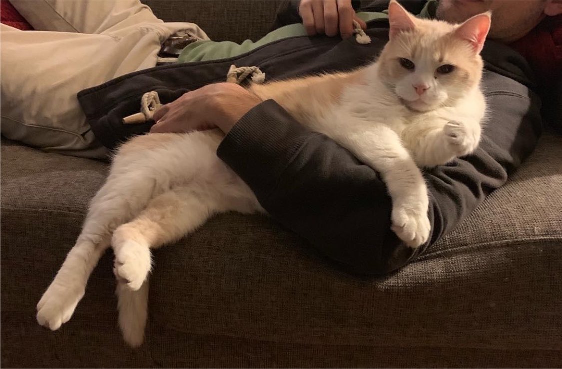 alexsfilmthread's tweet photo. @rickygervais Loving the show, makes me really miss my cat Crumbcake, who passed away recently after 18 great years. 
Thanks @rickygervais — been a huge cheerleader of yours since The Office came out 🙏 🐈 https://t.co/DOYJ24b11B
