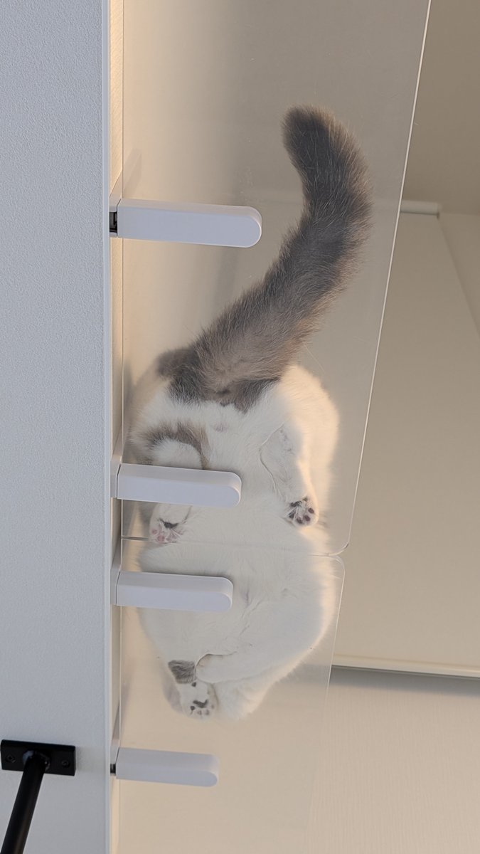 konyama55's tweet photo. 今日のこっちゃんと麦
#猫
#鰻 https://t.co/1lirYDNs5m