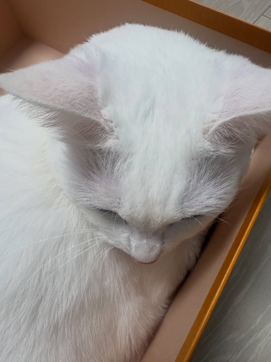 Hwayeyon's tweet photo. Happy International Cat Day, I know it’s late.. but here’s my chonky chonk white potato, my dear one, the one that I love. https://t.co/VzFTsybLlh