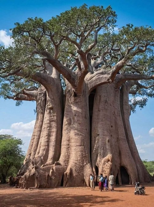 Hana_b30's tweet photo. A majestic baobab tree, often referred to as the "Tree of Life". https://t.co/3cWzA4F8ku