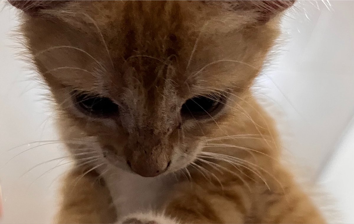 catmusework's tweet photo. Tes 123 https://t.co/2mkxahOk7n