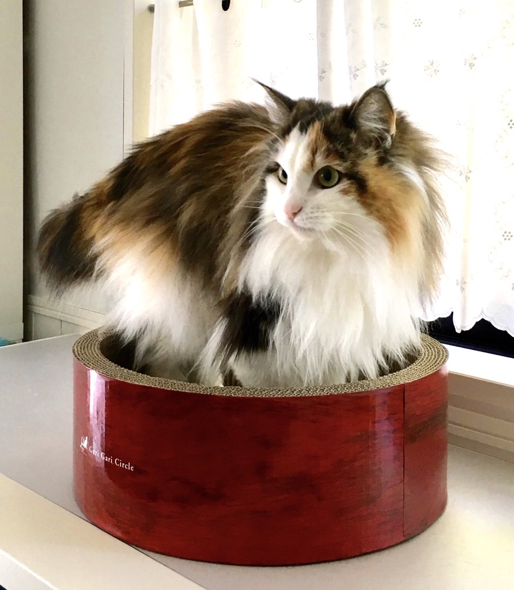 nor_nyanco's tweet photo. 🐱💕 https://t.co/R0TKum5kFw