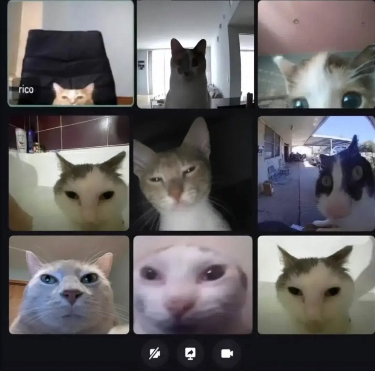 gatinarios's tweet photo. eles estão se multiplicando https://t.co/gBtj2M91R2