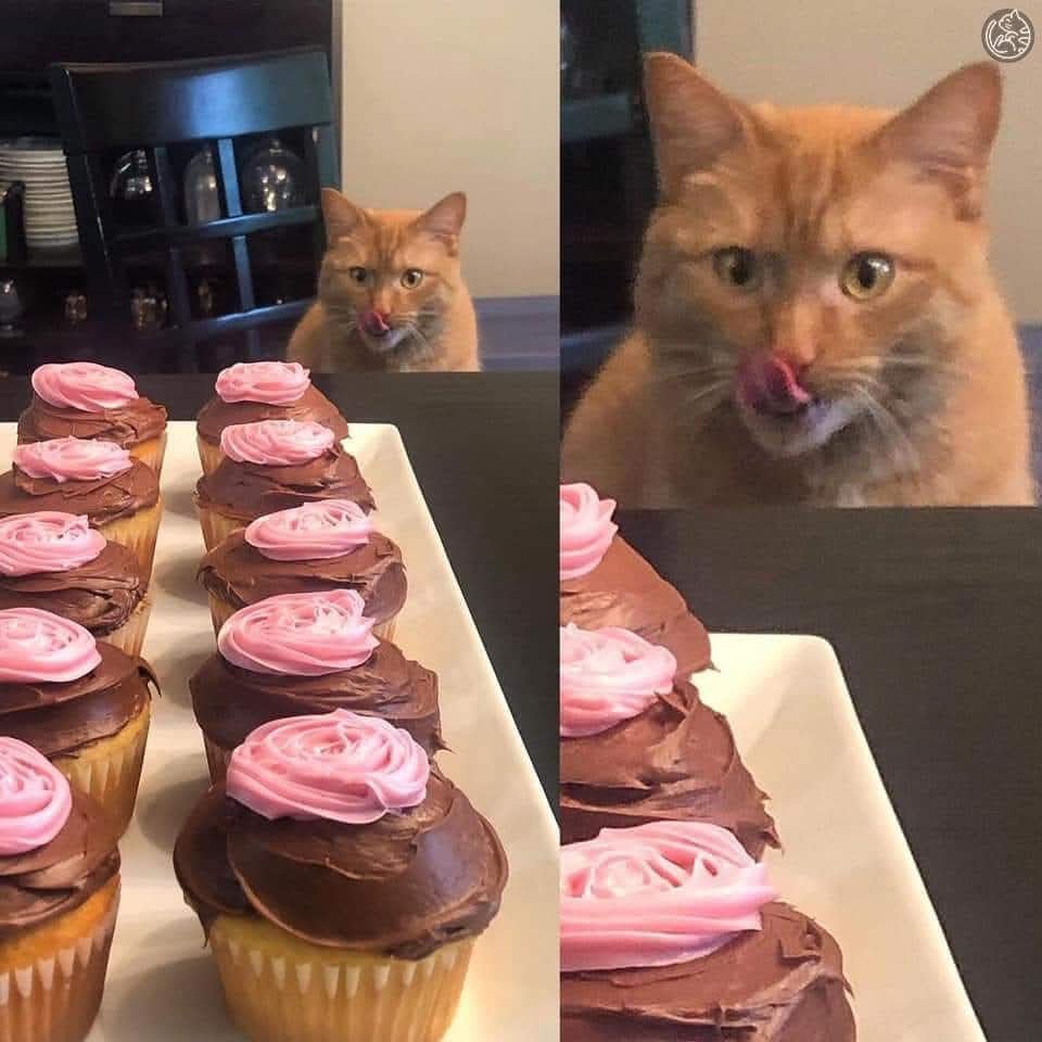 DianaAn27952093's tweet photo. #está 🍰 #buscando #Cupcake. #Cupcakes 🧁🍰🐈🧁🍰🐈🧁🍰🐈 #Chocolate🍫 #Chocolates🍫 https://t.co/24srrKv5K6