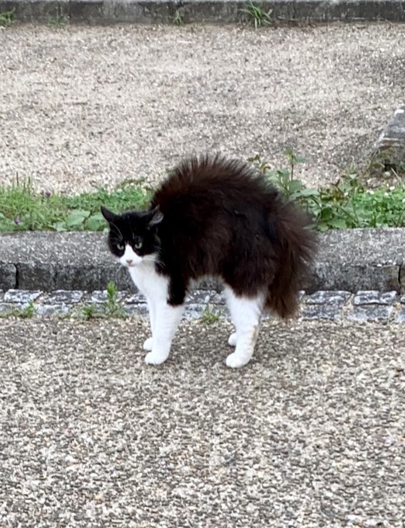 iyasinohako's tweet photo. めちゃくちゃ怒ってる猫いた https://t.co/qW1DR0yIaS