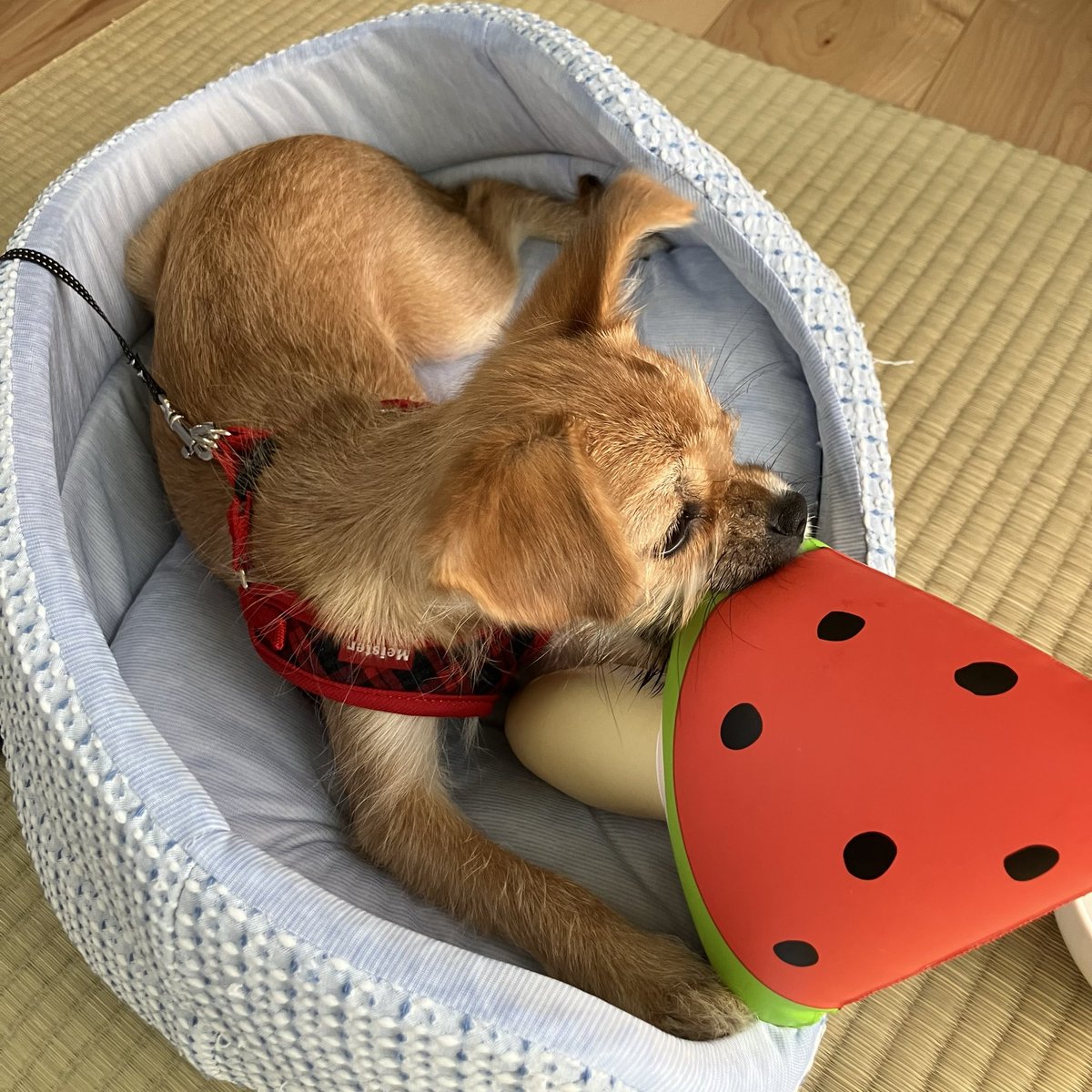 hanitangm's tweet photo. 🍉子どもたちがプールするのを眺めている。 https://t.co/TeMOn6enwM