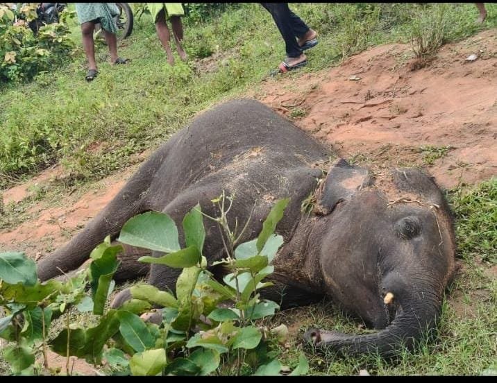 chittabishi's tweet photo. 🚨 Urgent Forest & Wildlife Protection Concern in Kalahandi

Repeated elephant deaths in the Kalahandi North Forest Division, including the death of a juvenile elephant, raise serious questions about wildlife protection, forest management and enforcement.

If reports of illegal felling, forest degradation, plantation-related irregularities and the activities of forest mafias in both Kalahandi North and South Forest Divisions are found to be true, the matter demands immediate, impartial and high-level investigation.

The reported activities around Gadimoda and adjoining forest areas also require strict verification and enforcement action. Failure to control organised forest offences could further accelerate forest loss and put elephants and other wildlife at greater risk.

I urge the authorities to conduct a time-bound, independent investigation into:
• Repeated elephant deaths
• Illegal tree felling and timber smuggling
• Forest encroachment and degradation
• Plantation/afforestation expenditure and ground-level implementation
• Wildlife protection and patrolling mechanisms
• Possible involvement of organised forest offenders

The forests of Kalahandi are a vital ecological asset. Wildlife protection cannot be compromised.

@CMO_Odisha
@ForestDeptOdisha
@DFOKalahandiNorth
@DFOKalahandiSouth

Please investigate. Protect Kalahandi’s forests. Protect its wildlife.
#Kalahandi #ElephantDeath #WildlifeProtection #ForestProtection #Odisha #SaveElephants #ForestCrime #Afforestation #WildlifeConservation
