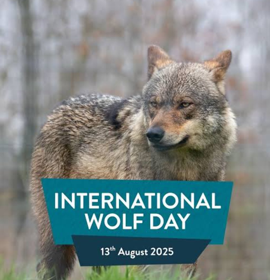 sunita_jad7226's tweet photo. ‼️ATTENTION VALKYRIES‼️International Wolf Day is celebrated every year on August 13th. 

It aims to raise awareness about wolf conservation, dispel negative myths, and highlight the vital role these apex predators play in maintaining healthy ecosystems.

In the name of our dear wolf boy valko let's celebrate International wolf day and show Infold/papergames that how our yearning for valko for past 40 days is helping the globe ! 

#ValkoIsLoved #BringBackValko
 #全世界都爱敖尹 #BringValkoBack  #NoValkoNoInfold
#TheWholeWorldLovesAoYin