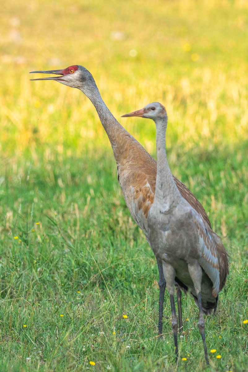 LeonKauffman's tweet photo. Half of our local crane family.  The young ones are getting big, the parents are still making a racket. https://t.co/D43jbeXiYc
