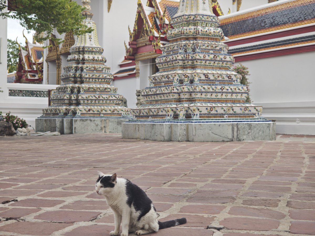 slip_jp's tweet photo. タイ　バンコク旅行
ワット・ポーで猫成分補給
人懐っこいのがいっぱいいる https://t.co/ssGMpovqFk