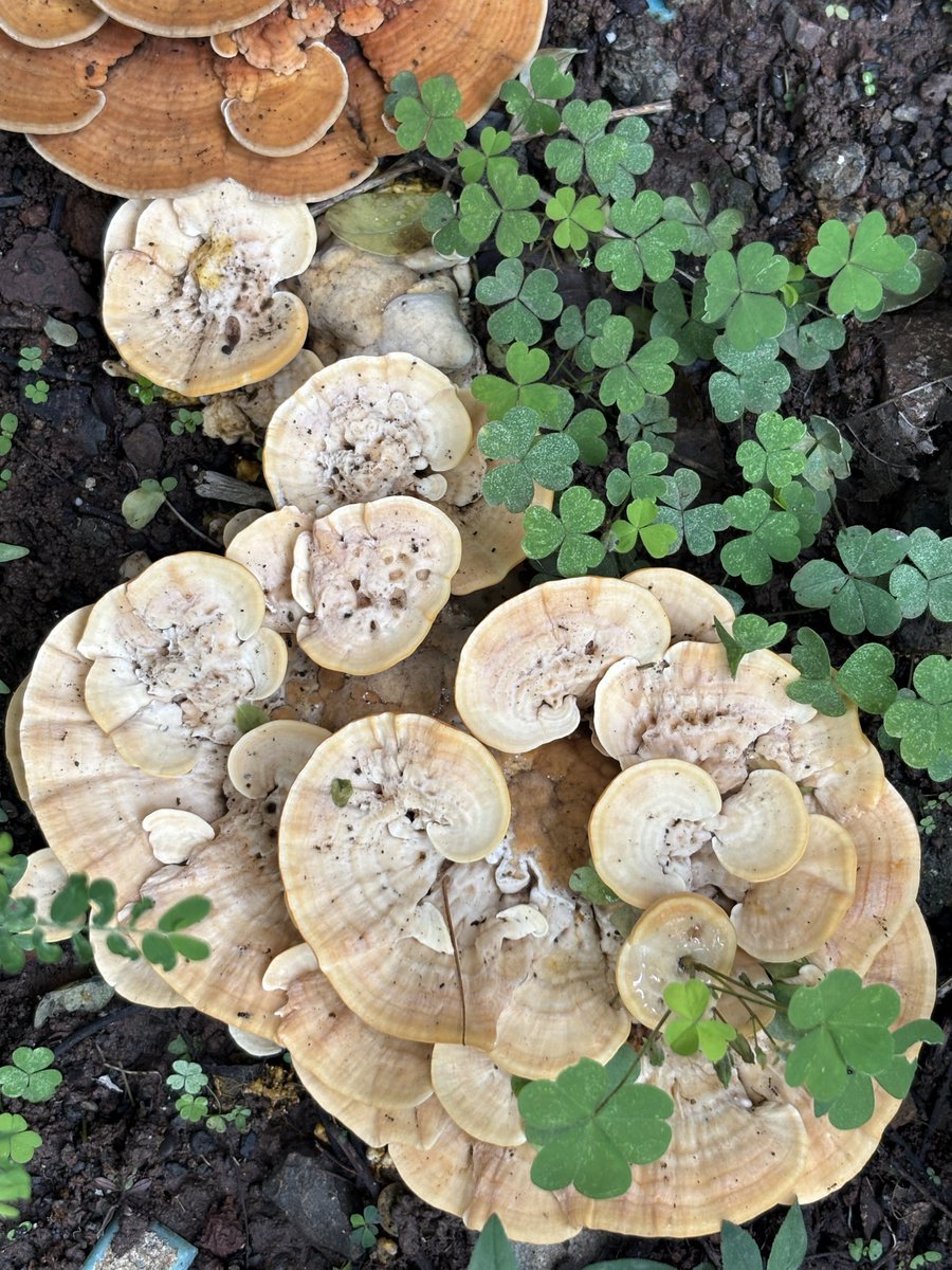 Indukadian's tweet photo. @parthosarathi_b Monsoon flowers aka mushrooms https://t.co/REftm6k42w