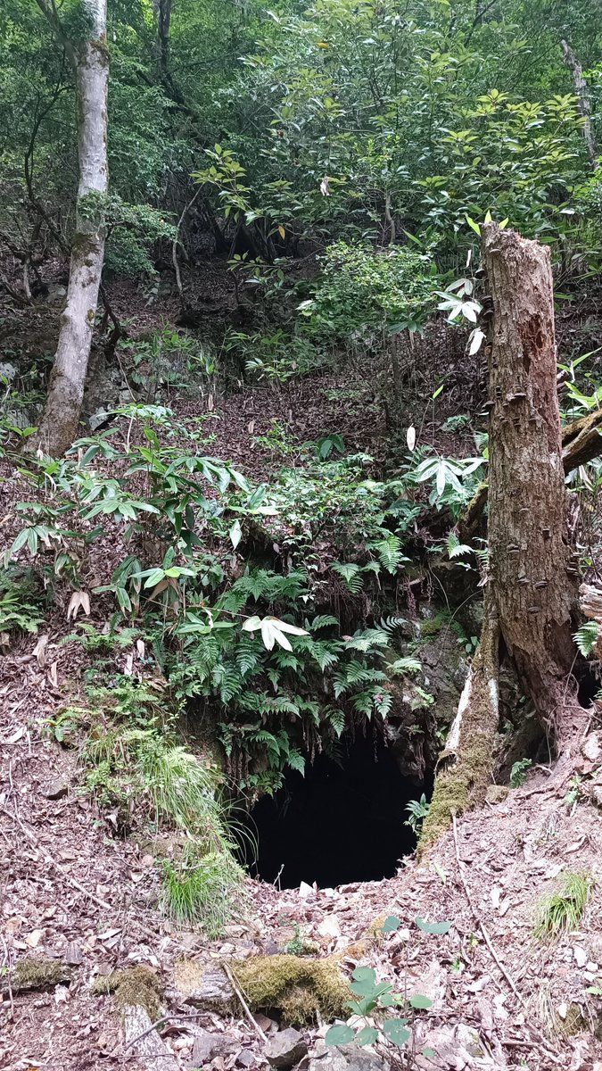 asianticjp's tweet photo. 山の中での採掘跡を見たかったので
ワンコインガイドに参加して
案内して頂いた場所🚶
シダの１種で『金山草』とも呼ばている『蛇の寝茣蓙 』だらけで
会いたくもない蛇にも会ってしまった😅
熊対策も必要なので
銀山資料コーナーで学んだ後に現地を訪ねる『ガイドと歩く久喜銀山遺跡』が
お勧めです❗ https://t.co/mjwfHbCq7T