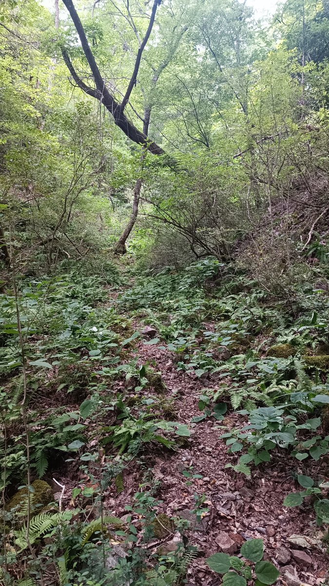 asianticjp's tweet photo. 山の中での採掘跡を見たかったので
ワンコインガイドに参加して
案内して頂いた場所🚶
シダの１種で『金山草』とも呼ばている『蛇の寝茣蓙 』だらけで
会いたくもない蛇にも会ってしまった😅
熊対策も必要なので
銀山資料コーナーで学んだ後に現地を訪ねる『ガイドと歩く久喜銀山遺跡』が
お勧めです❗ https://t.co/mjwfHbCq7T