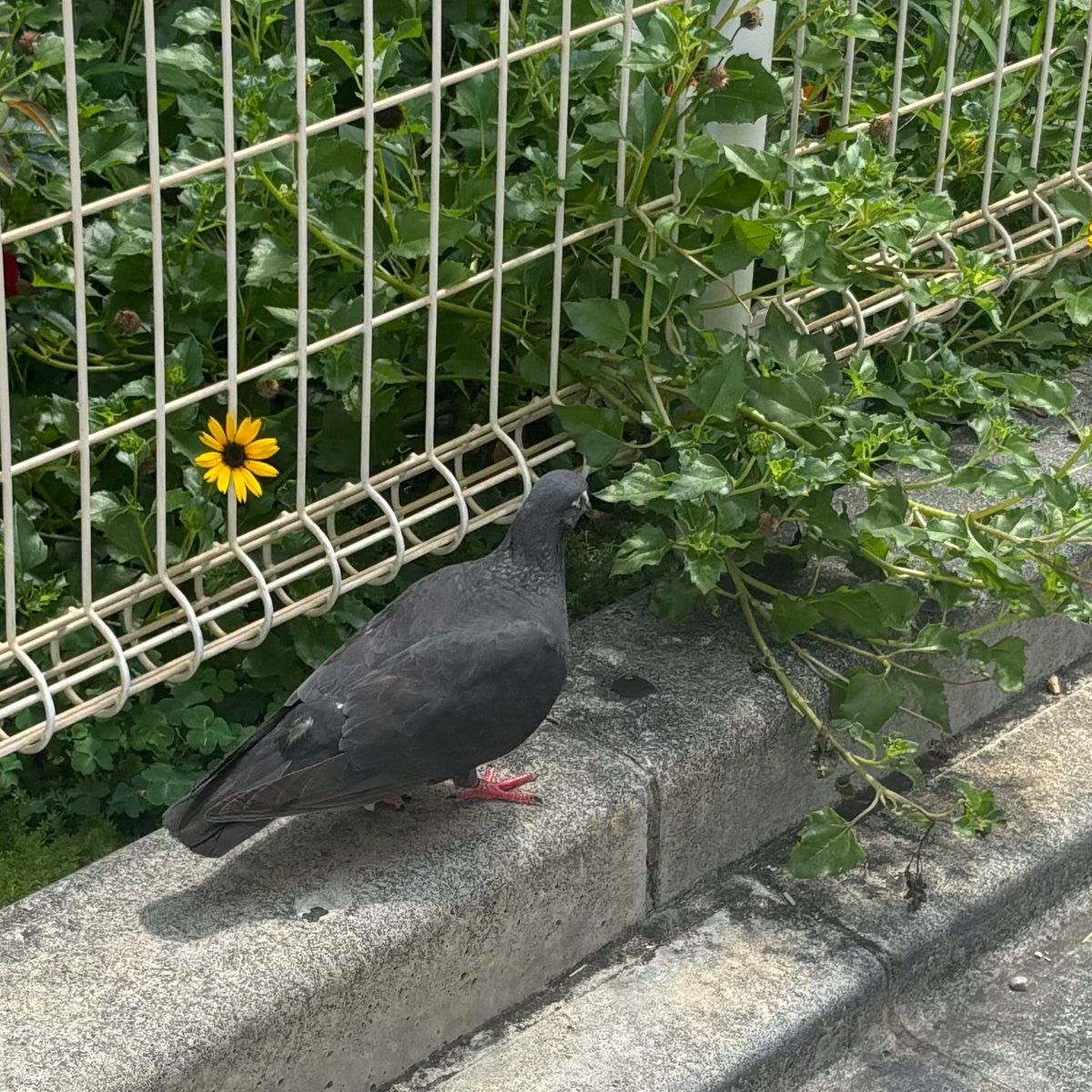 rmn810rrr's tweet photo. 顔見知りの鳩たちの無事を確認 https://t.co/lJMbmv6n4V