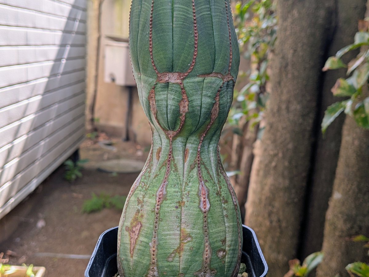 tdrg65's tweet photo. ユーフォルビア オベサ (Euphorbia obesa)

植物始めたての頃にヤフオクで11円で落札できて小躍りした株。徒長オベサの3年弱での成長具合。
育成環境の変化が年輪の様にわかるのが面白さの1つ。冬も外管理。
玉ユーフォルビア系は定期的に殺菌剤をした方が良いというのが学んだ経験。 https://t.co/66z1B6szwt