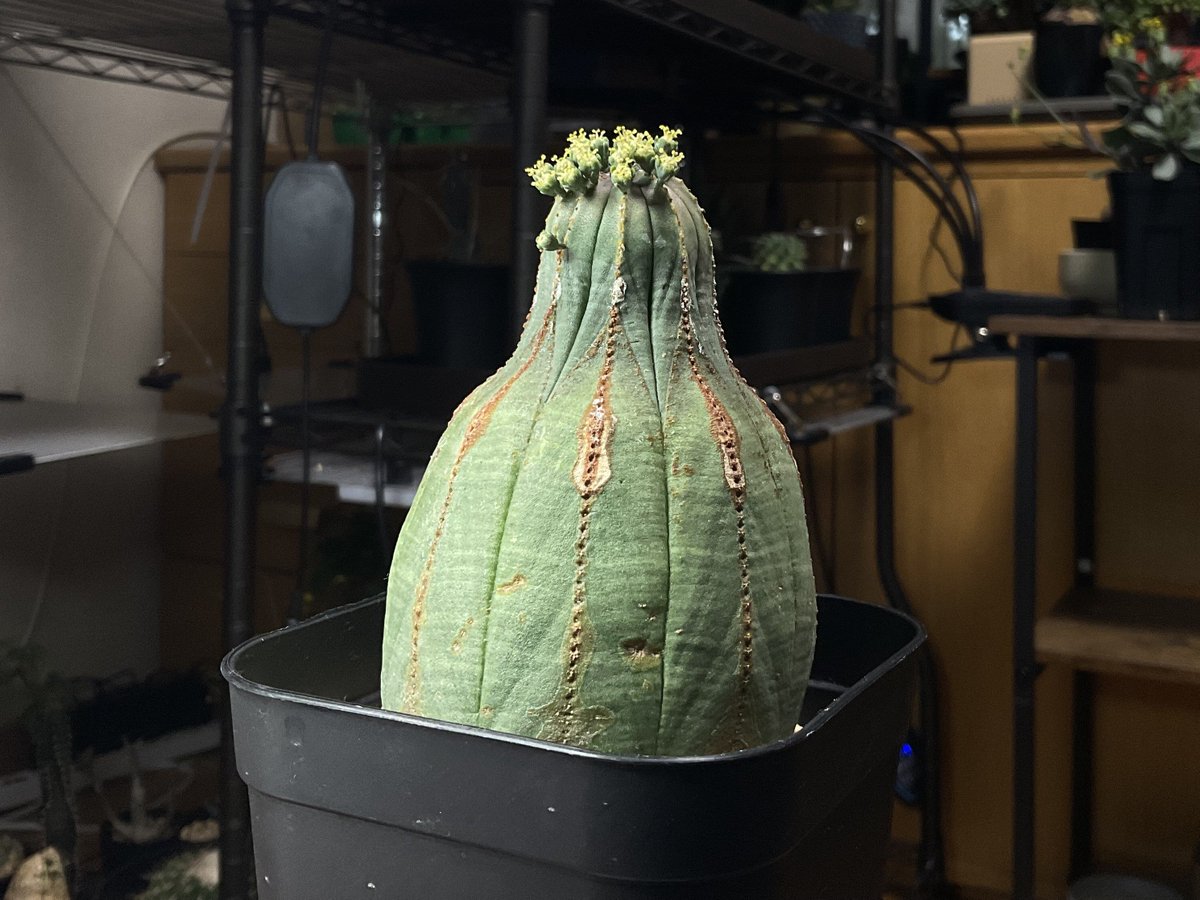 tdrg65's tweet photo. ユーフォルビア オベサ (Euphorbia obesa)

植物始めたての頃にヤフオクで11円で落札できて小躍りした株。徒長オベサの3年弱での成長具合。
育成環境の変化が年輪の様にわかるのが面白さの1つ。冬も外管理。
玉ユーフォルビア系は定期的に殺菌剤をした方が良いというのが学んだ経験。 https://t.co/66z1B6szwt