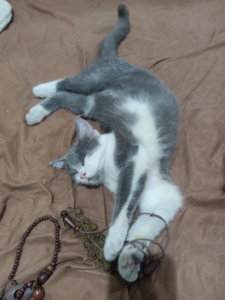 vieskarnt_'s tweet photo. Like mother like son 😽😽
Even cara mereka bangunin aku di pagi hari juga sama, kalo yang lain cuma ngeong/diem depan muka, kalo ni berdua noel" pipi sama ngigit tangan 😅 https://t.co/Q8mOmGVO95