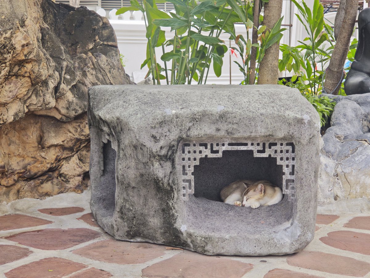 slip_jp's tweet photo. タイ　バンコク旅行
ワット・ポーで猫成分補給
人懐っこいのがいっぱいいる https://t.co/ssGMpovqFk