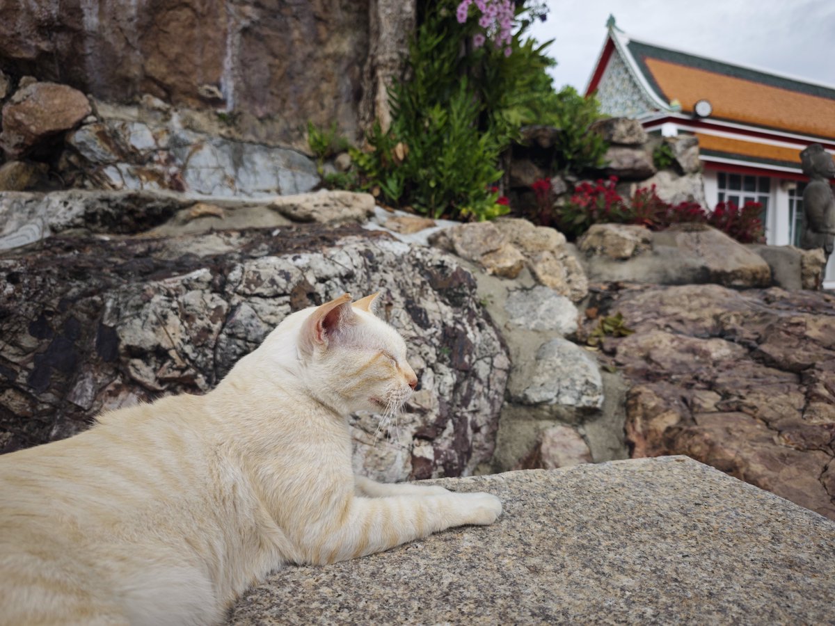 slip_jp's tweet photo. タイ　バンコク旅行
ワット・ポーで猫成分補給
人懐っこいのがいっぱいいる https://t.co/ssGMpovqFk