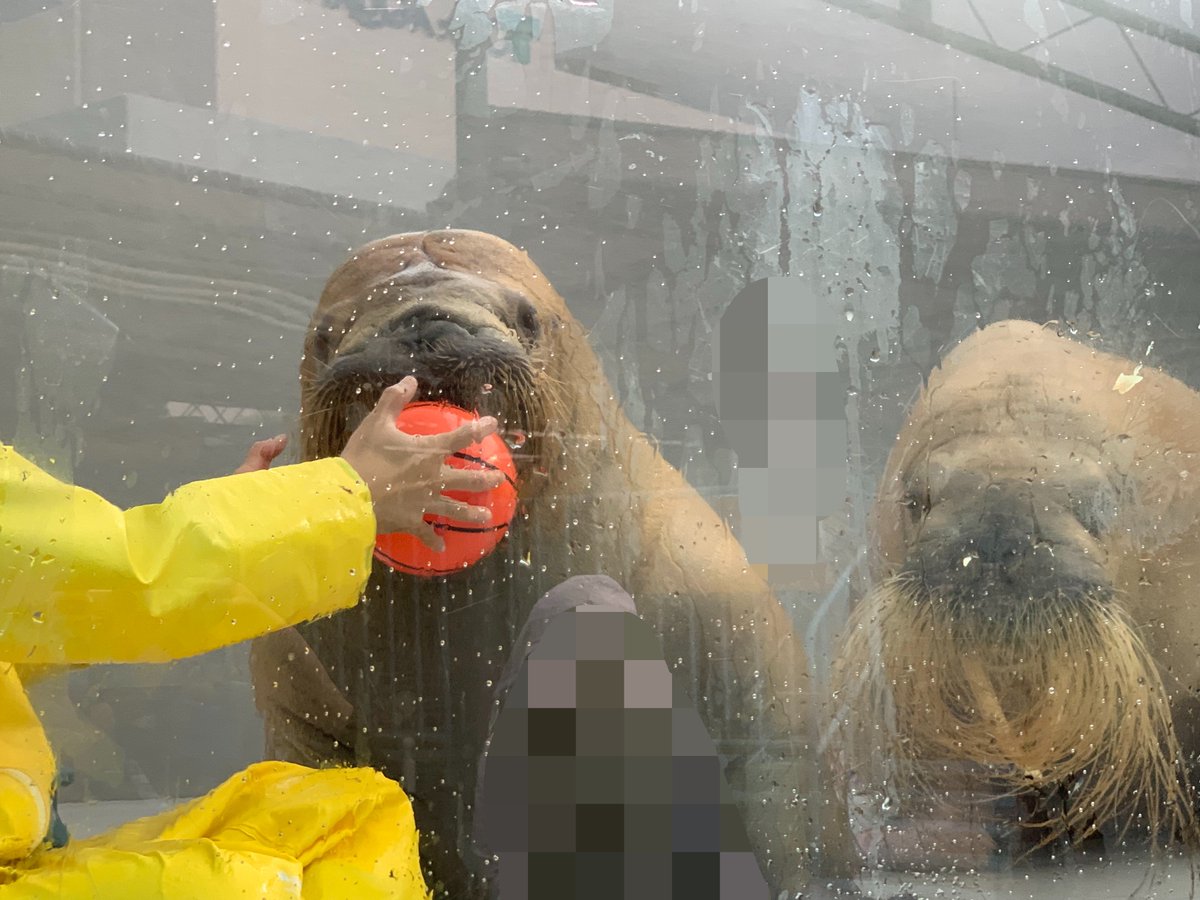 rukisealstraw's tweet photo. いちこ100％𝓴𝓲𝓼𝓼🍓🍓🍓 2026.7.28 #鳥羽水族館 #いちこ #ツララ #セイウチ https://t.co/HuutCaMXCo